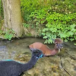 Bio Ferienbauernhof Voss Apartamento *