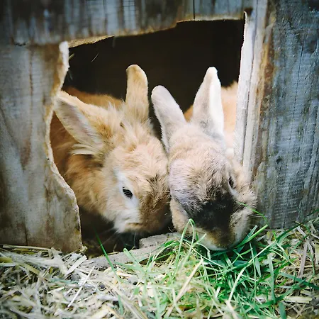 Bio Ferienbauernhof Voß Apartment
