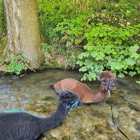 Bio Ferienbauernhof Voss