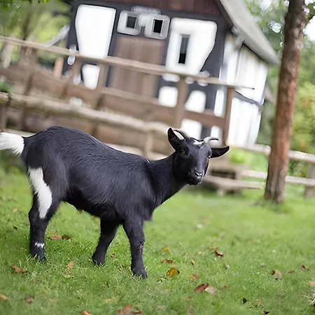 Bio Ferienbauernhof Voß