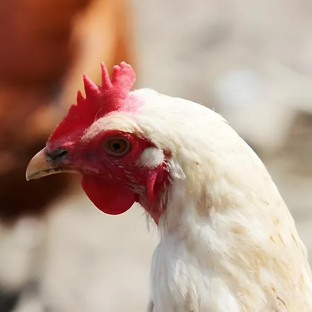 Bio Ferienbauernhof Voß *