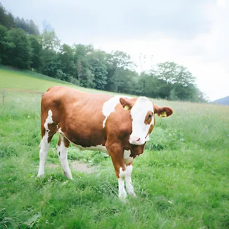 Apartment Bio Ferienbauernhof Voß Schmallenberg