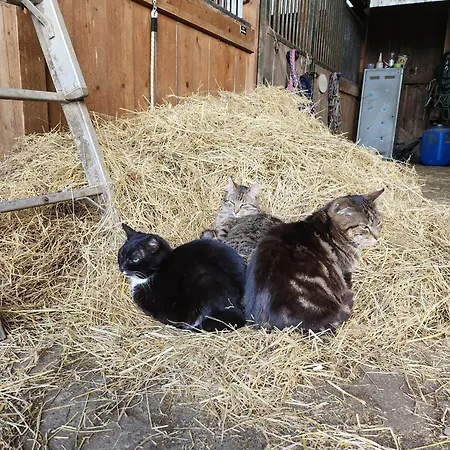 Bio Ferienbauernhof Voss Apartment *