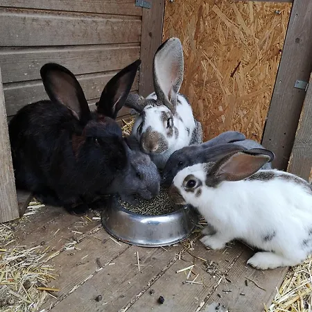 Bio Ferienbauernhof Voß * Schmallenberg