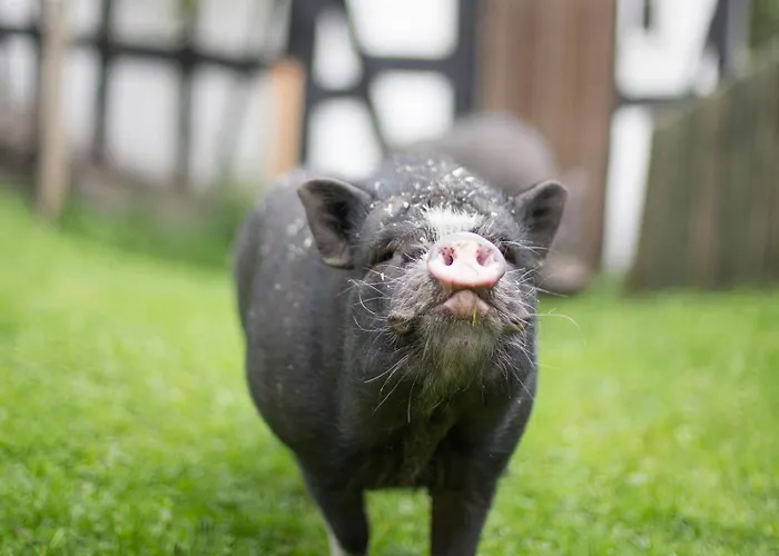 Apartment Bio Ferienbauernhof Voss