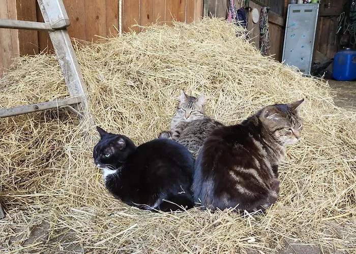 Bio Ferienbauernhof Voss Apartment *