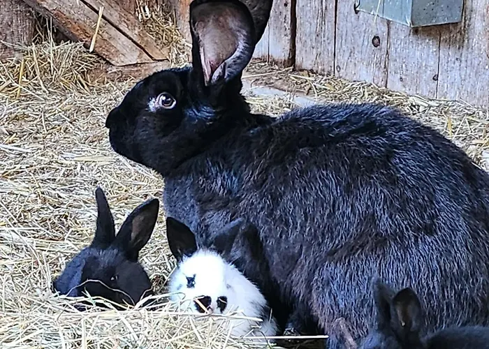 Bio Ferienbauernhof Voss Apartment