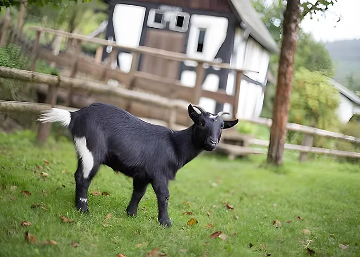 Bio Ferienbauernhof Voss Schmallenberg