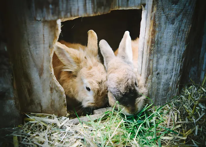Bio Ferienbauernhof Voss Apartment