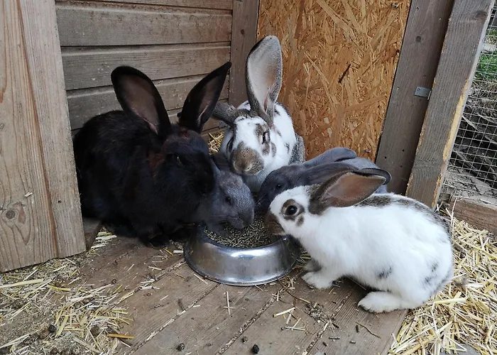Bio Ferienbauernhof Voss * Schmallenberg